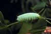 Tuliptree Silkmoth (Callosamia angulifera) larva