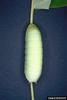 Tuliptree Silkmoth (Callosamia angulifera) larva