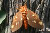 Regal Moth (Citheronia regalis)