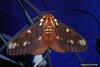 Regal Moth (Citheronia regalis)