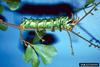 Hickory Horned Devil (Citheronia regalis)