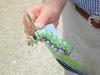 Hickory Horned Devil (Citheronia regalis)