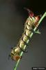 Hickory Horned Devil (Citheronia regalis)