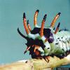 Hickory Horned Devil (Citheronia regalis)