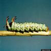 Hickory Horned Devil (Citheronia regalis)