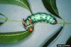 Hickory Horned Devil (Citheronia regalis)