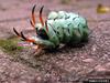 Hickory Horned Devil (Citheronia regalis)