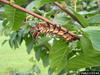 Hickory Horned Devil (Citheronia regalis)