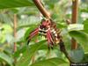 Hickory Horned Devil (Citheronia regalis)