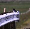 Belted Kingfisher (Ceryle alcyon)