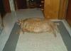 Fat cat