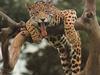 Hot Leopard