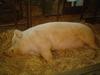 Giant Pig