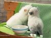 Cute kittens