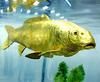 gold fish