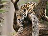 Relaxing leopard