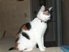 Our fat cat