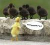 Ducklings