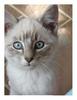 cute kitten