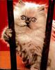 cute kitten
