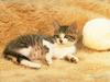 cute kitten