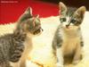 cute kittens