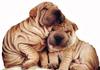 Wrinkles