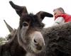 Lop-eared donkey foal