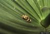 Pacific Treefrog (Pseudacris regilla)