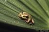 Pacific Treefrog (Pseudacris regilla)