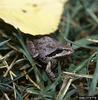 Pacific Treefrog (Pseudacris regilla)