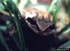 Pacific Treefrog (Pseudacris regilla)