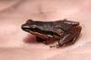 Little Grass Frog (Pseudacris ocularis)