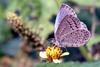 Pseudozizeeria maha (Pale Grass Blue Butterfly)