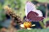 Pseudozizeeria maha (Pale Grass Blue Butterfly)