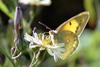 Colias erate (Eastern Pale Clouded Yellow)