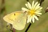 Colias erate (Eastern Pale Clouded Yellow)