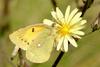 Colias erate (Eastern Pale Clouded Yellow)