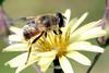 Hoverfly