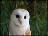 Who-owl
