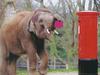 Elephant Mailer