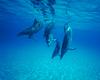 Atlantic Spotted Dolphins