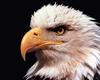 Bald Eagle 1