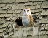 Barn Owl in Roof Hole