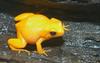 Golden Mantella Frog (Mantella aurantiaca)022