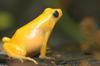Golden Mantella Frog (Mantella aurantiaca)023