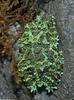 Vietnamese Mossy Frog (Theloderma corticale)