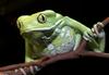 Waxy Monkey Frog (Phyllomedusa sauvagii)