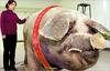 Giant Pig from China