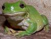 Fat Frog